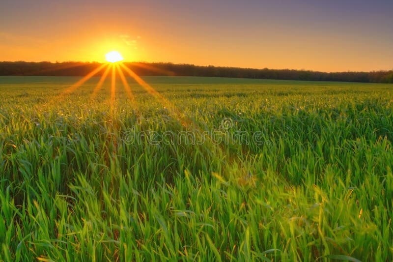 Sunset in the field