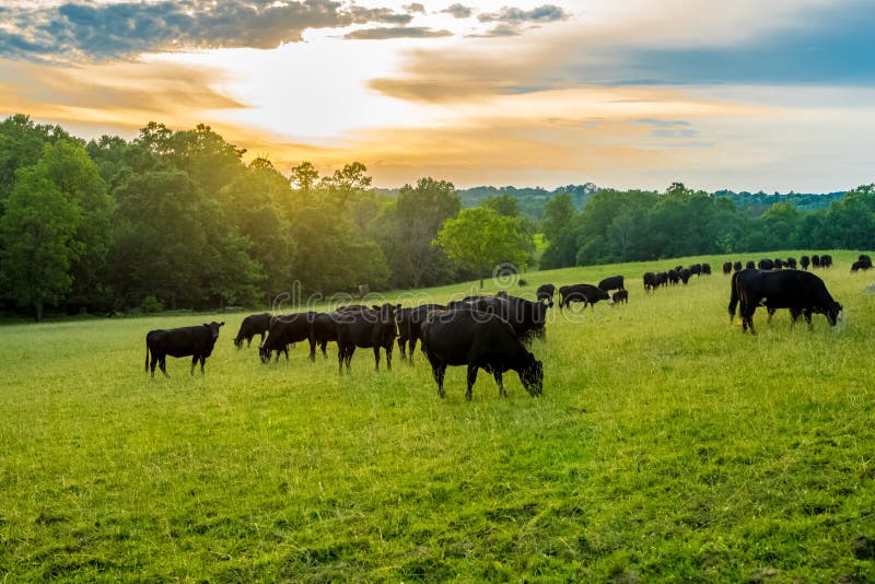 Sunset on field of black cows grazing on grass