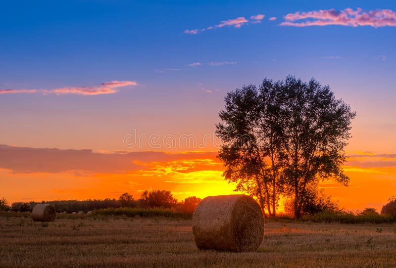 Sunset field, tree and hay bale