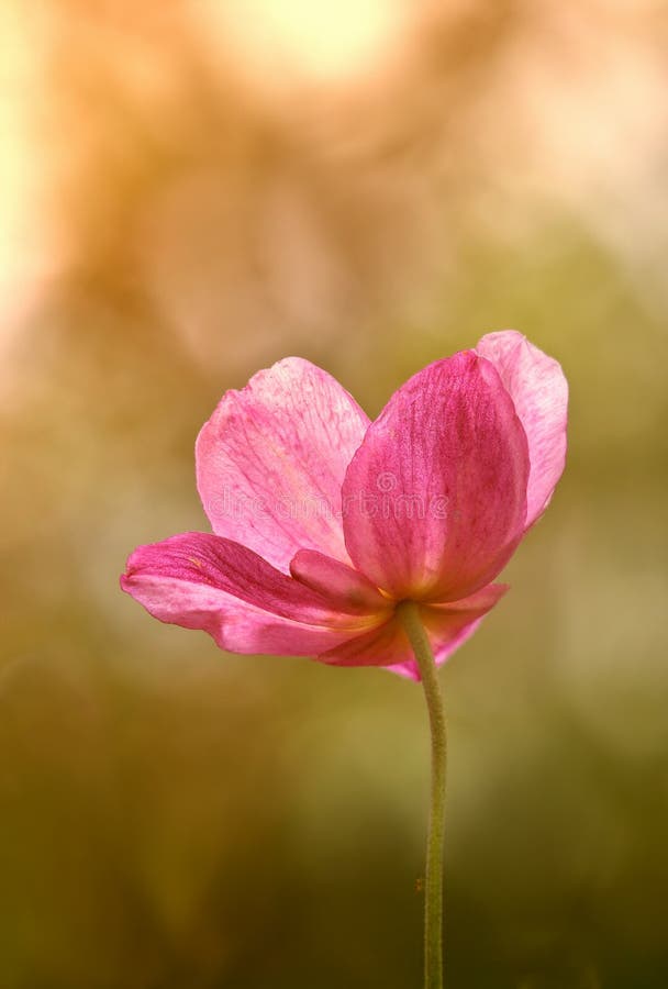 Sunset on flower meadow. stock image. Image of beautiful 20571915