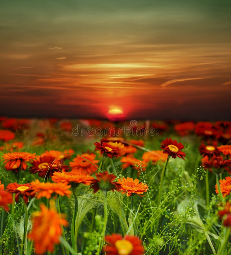 Naranja atardecer a través de flor.