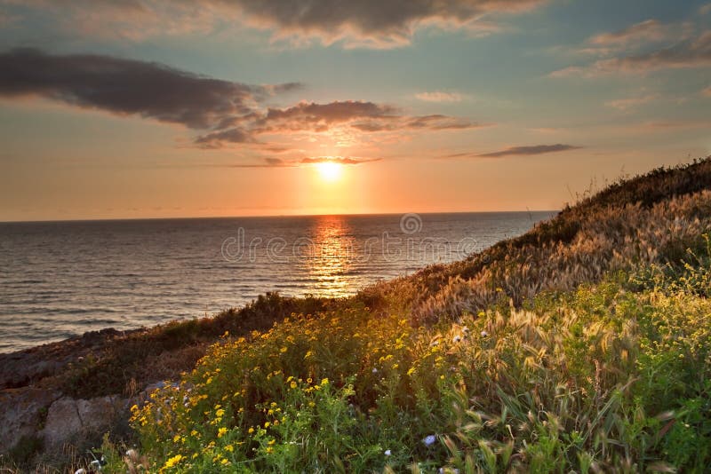 Sunset Flower Meadow and Ocean Spring Colors Stock Image Image of