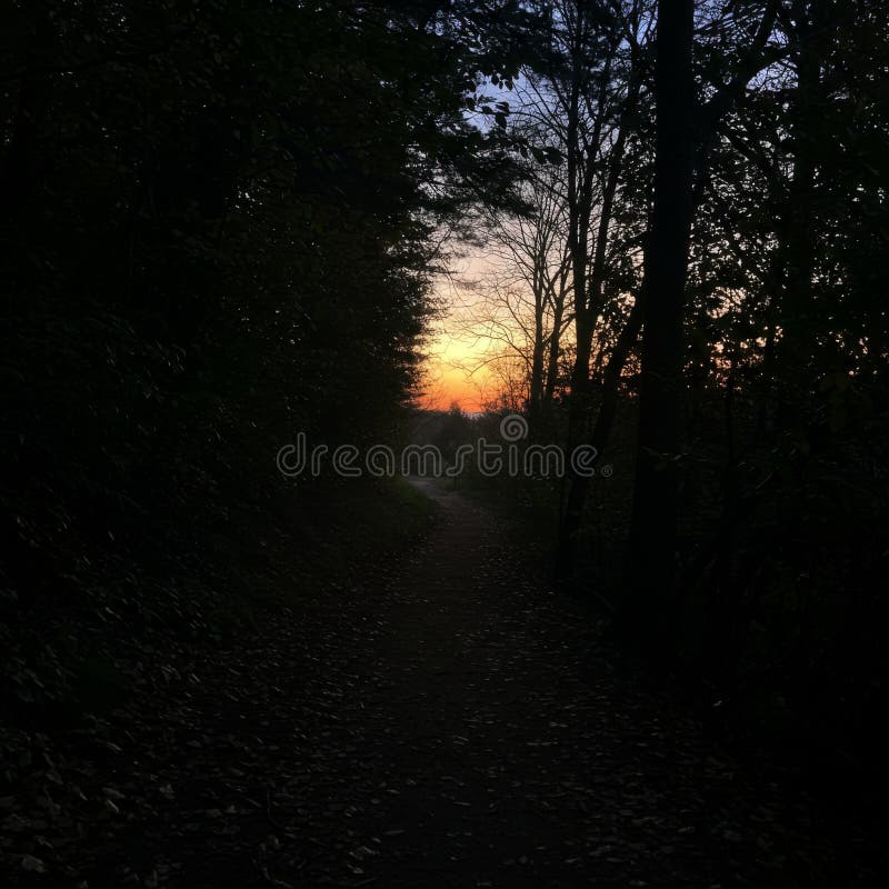 Sunset Forest Path: Dark Trees Silhouette Orange Sky vector illustration
