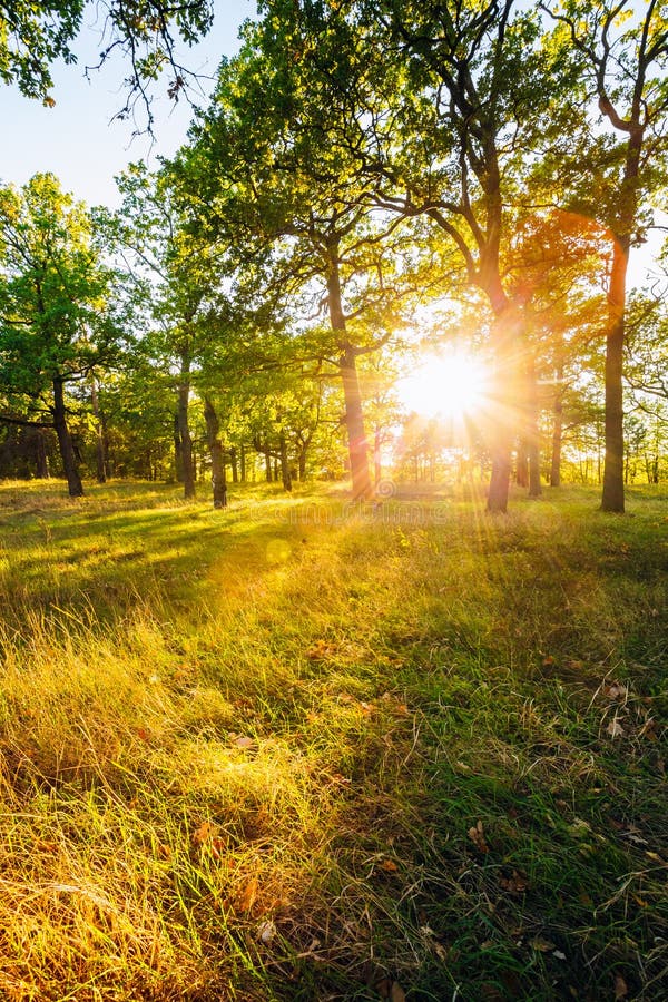 Sunset In Forest Trees Natural Sunlight Sunshine In Forest Stock Image