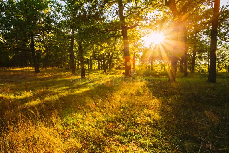 Sunset In Forest Trees Natural Sunlight Sunshine In Woods Stock Image