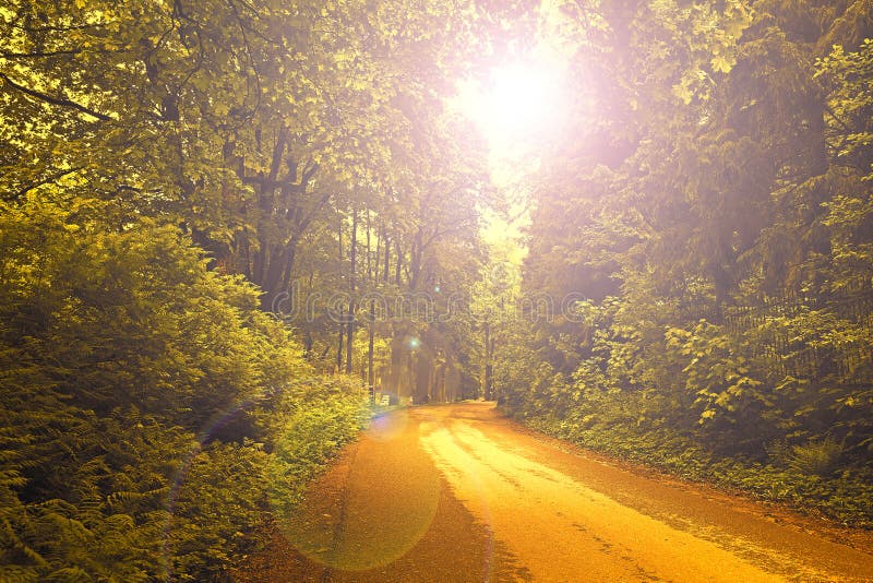 Sunset in the forest. Forest view. Nature. Natural environment. The nature of the forest. Stunning views of nature. View behind royalty free stock images Sunset in the forest. Forest view. Nature. Natural environment. The nature of the forest. Stunning views of nature. View behind royalty free stock images