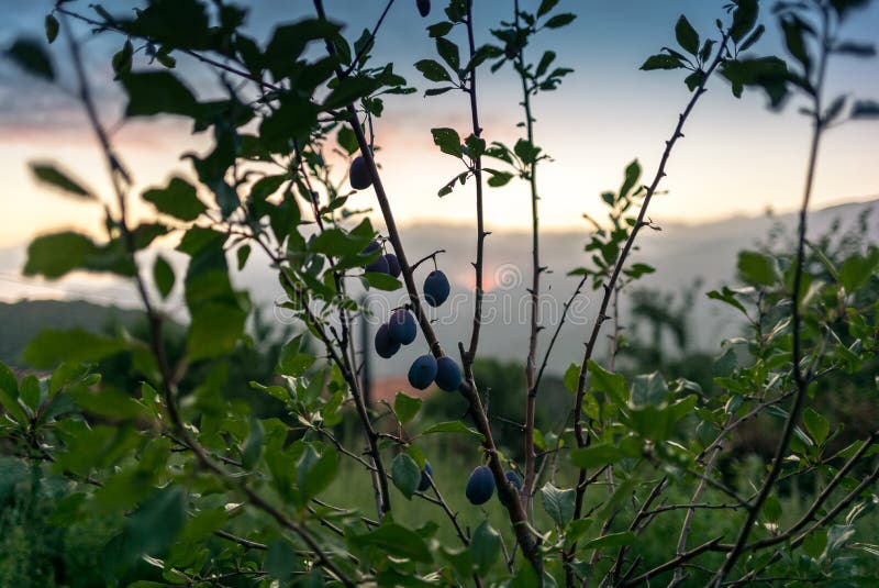 Sunset through a Fruit Trees Orchard in Corsica Stock Image Image of
