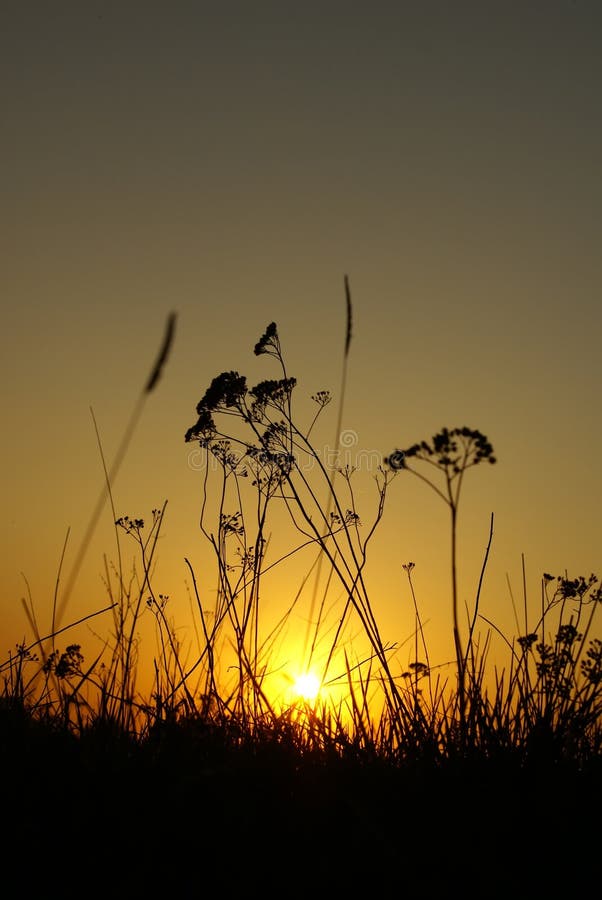 Sunset through a grass