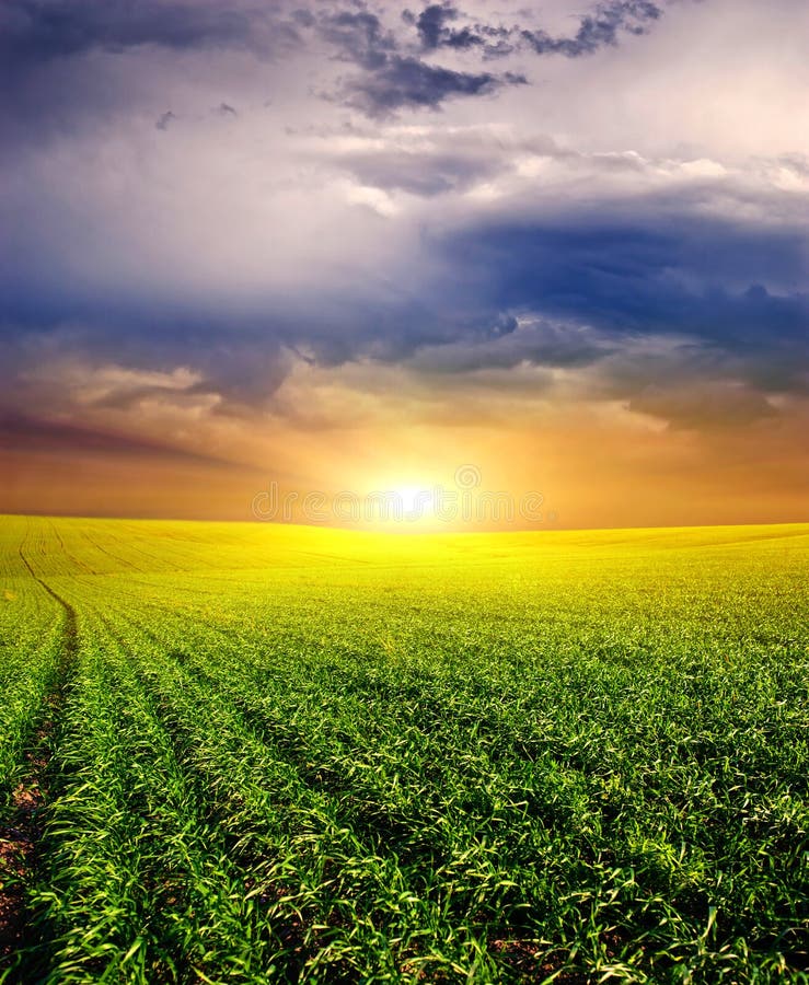Sunset on the Green Field of wheat, blue sky and sun, white clouds. wonderland