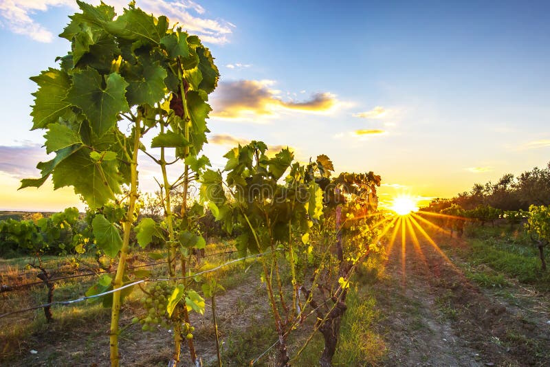 Sunset at a idyllic vineyard at the farmland of Istria, Croatia