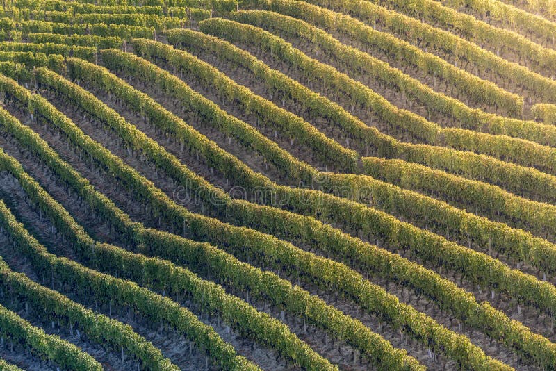 Sunset on italian hill region called langhe with ripe grapewine