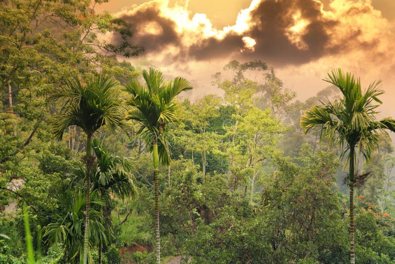 Sunset in jungle royalty free stock photography Sunset in jungle royalty free stock photography