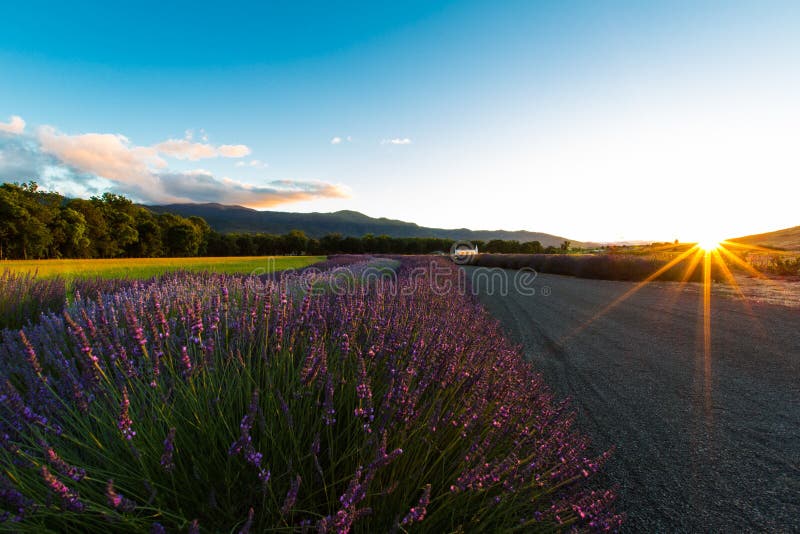 Sunset with Blooming Lavender royalty free stock image Sunset with Blooming Lavender royalty free stock image