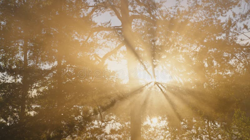 Sunset light breaks through tree branches at back sunlight stock photo
