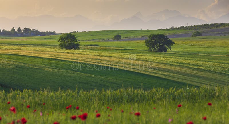 Sunset light on poppy fields in the mountains