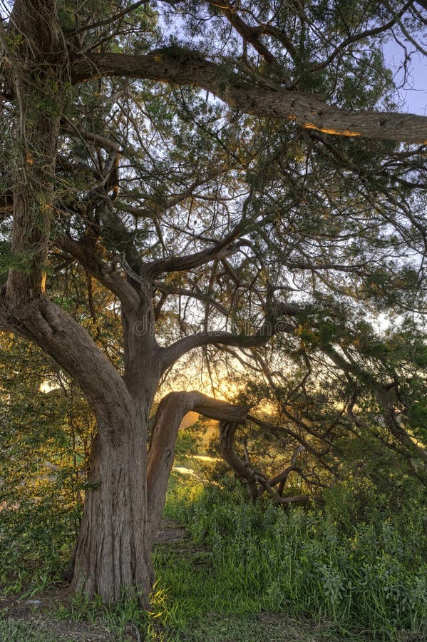 Live oak tree next to a marsh at sunset glowing golden. Live oak tree next to a marsh at sunset glowing golden