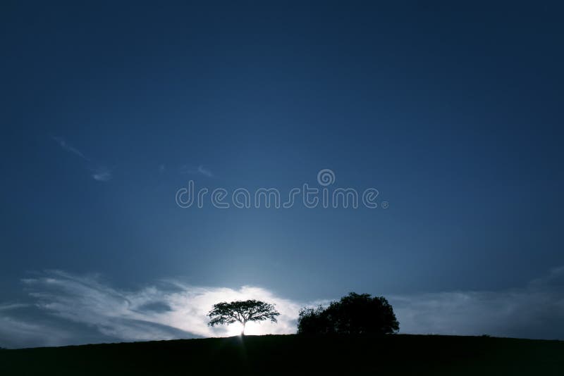 Sunset lonely silhouette tree royalty free stock photo