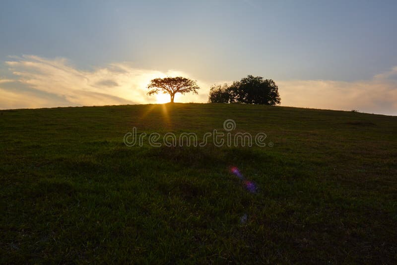 Sunset lonely silhouette tree stock photography