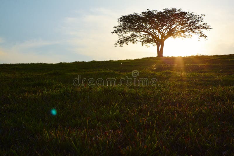 Sunset lonely silhouette tree royalty free stock photography