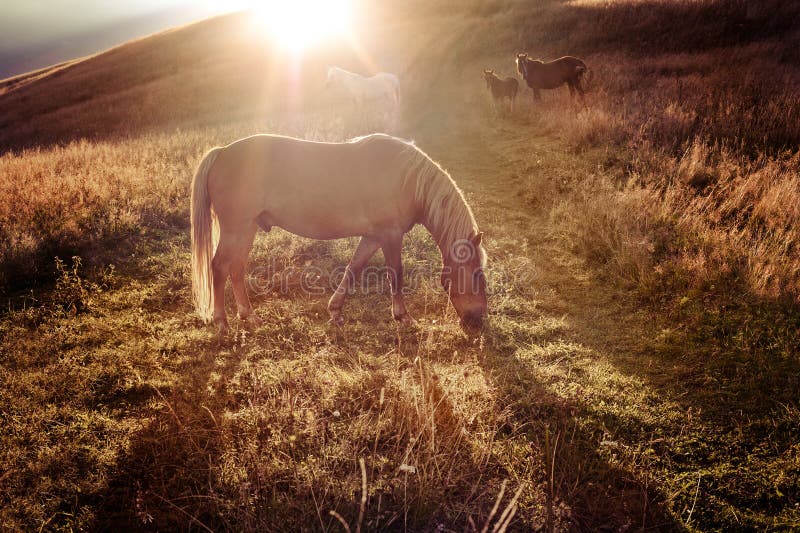 Sunset in mountains nature background. Horses silhouette at haze