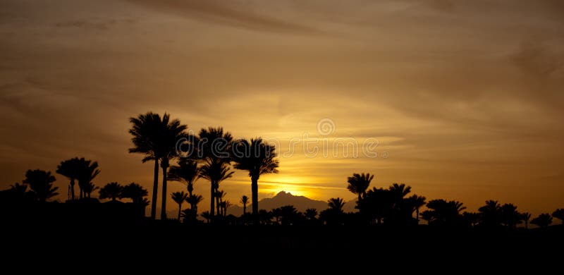 Sunset in mountings with palms. Winter evening with palms. Yellow sun down and sky.