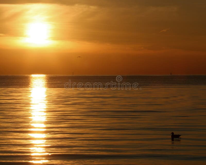 Sonnenuntergang in cape cod mit Ente im Wasser.