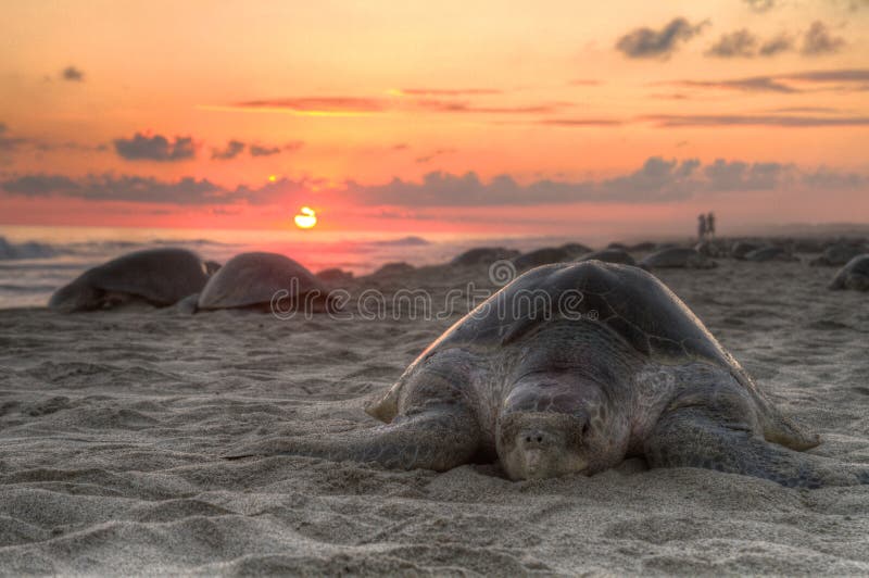 Sunset ocean turtle royalty free stock photo Sunset ocean turtle royalty free stock photo