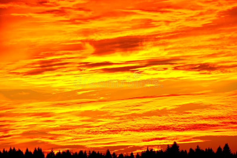 Sunset orange sky background in the evening with clouds on the horizon tree tops spruce forest black stripe