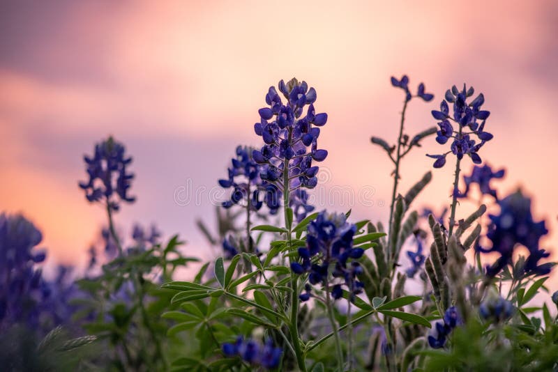Sunset Over in Texas with Warm Glow Stock Photo Image of