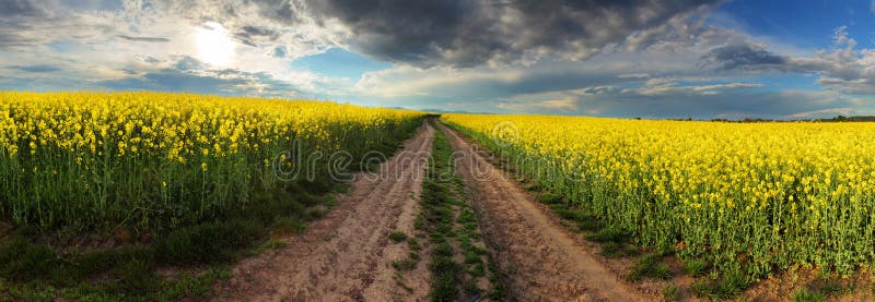 Sunset over canola field with path in Slovakia - panorama