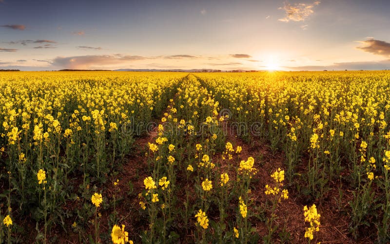 Sunset over canola field with path in Slovakia - panorama