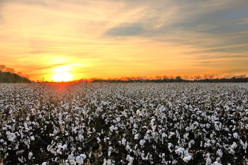 Sunset cotton candy Skies stock image. Image of woodland - 218331685