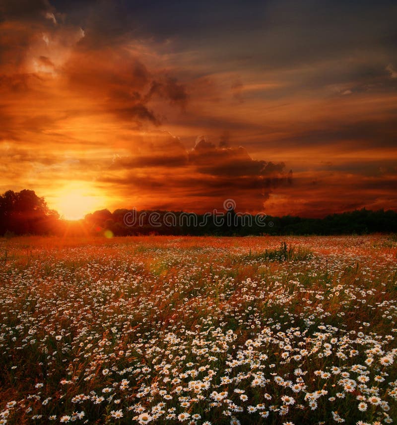 Daisies field on sunset stock photo. Image of fields, abstract 5364768