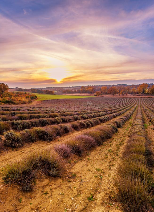 Sunset over field