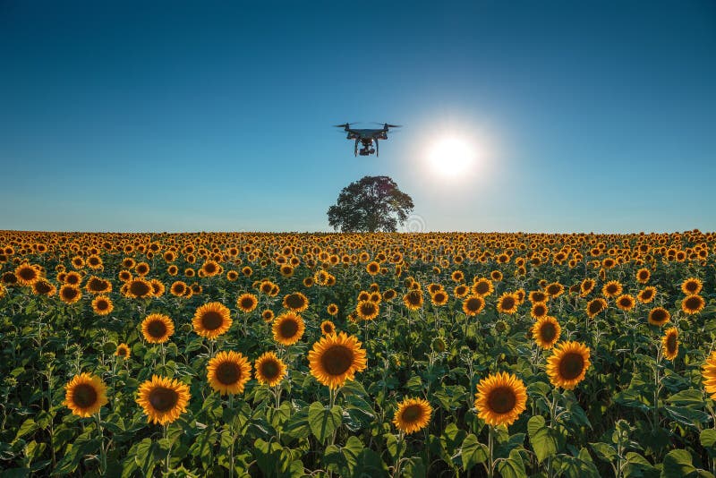 Sunset over the field of sunflowers and flying drone