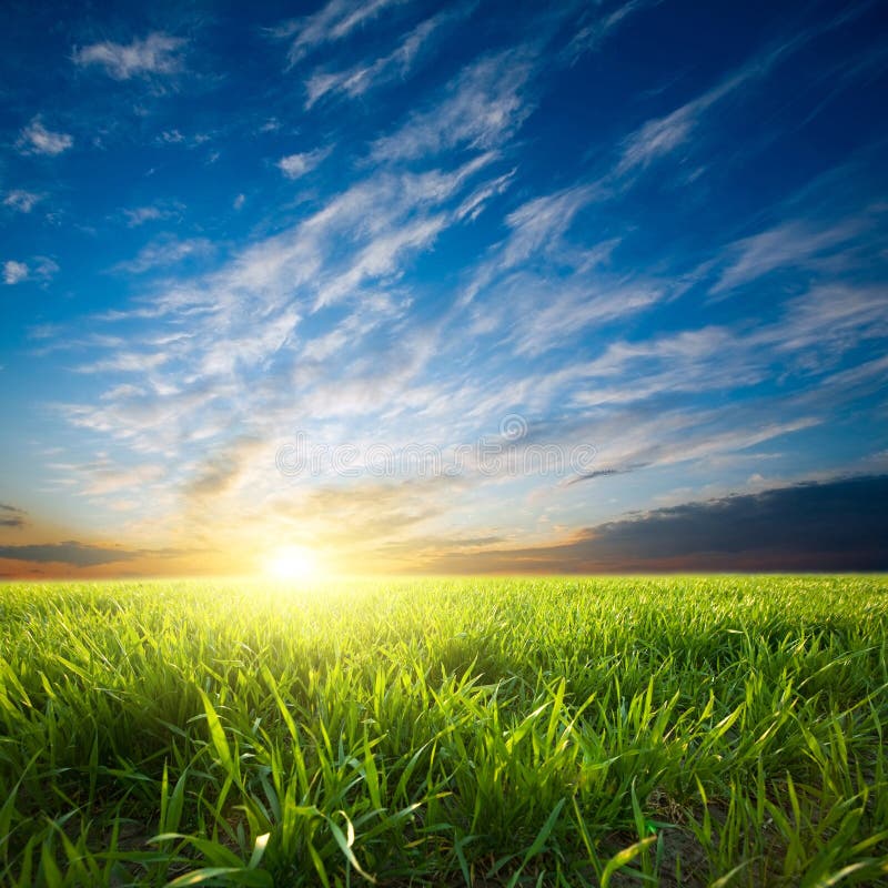 Sunset over green crops