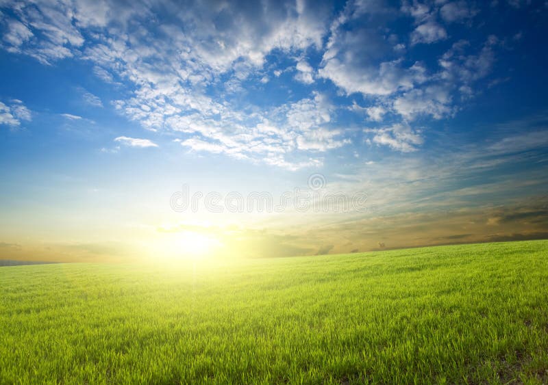 Sunset over green crops