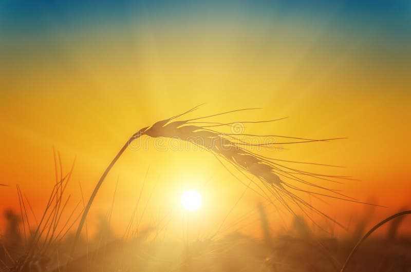 Sunset over harvest stock photos