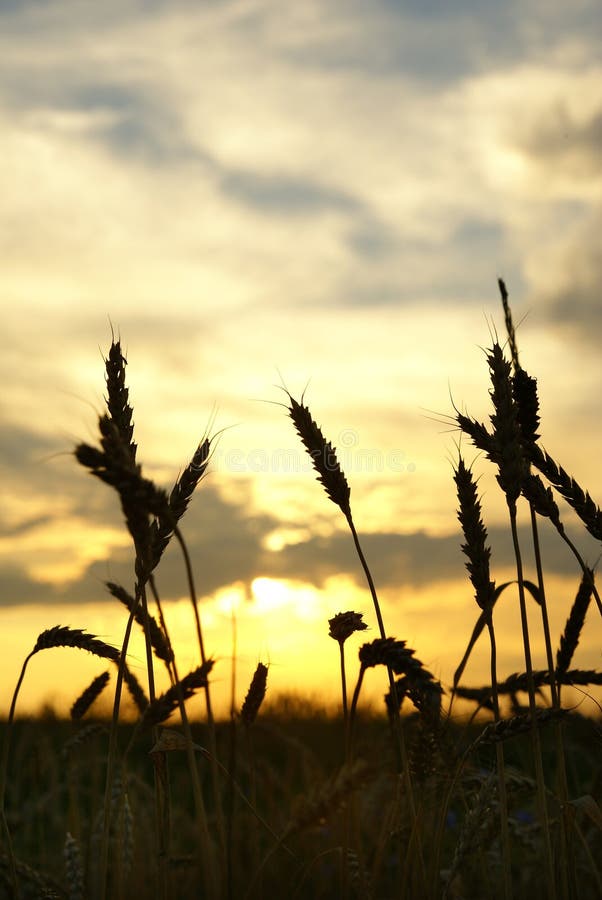 Sunset over harvest field