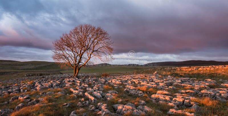 Sunset over Lone Tree, Yorkshire Dales