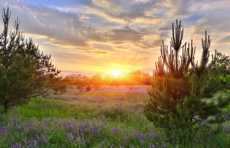 Sunset over meadow