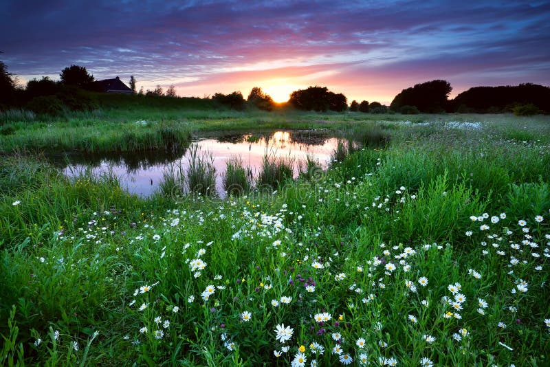 Sunset over meadow with many daisy flowers