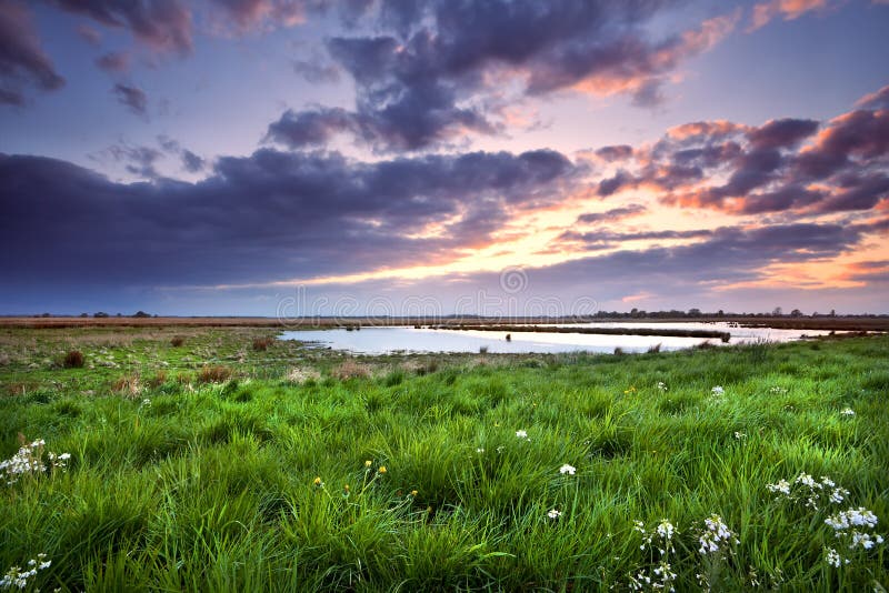 Sunset over meadow with wildflowers