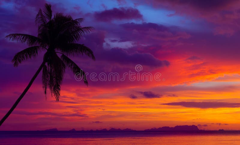 Sunset over the ocean with tropical palm tree