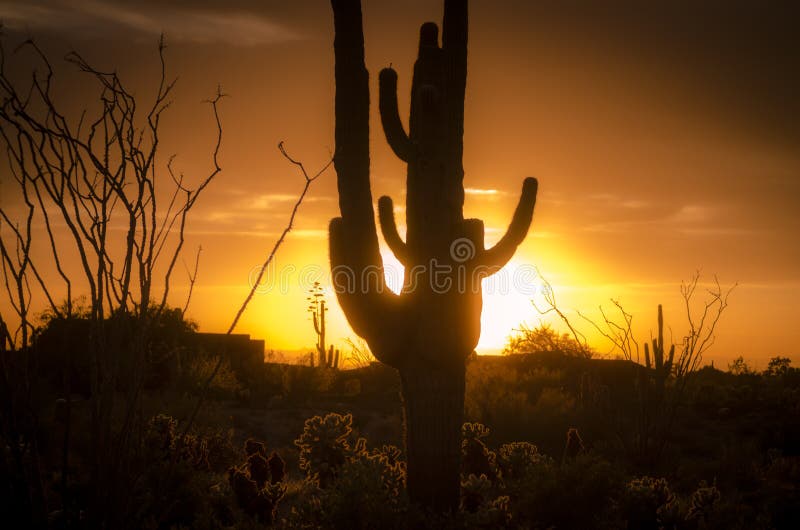 Sunset over Phoenix, Az with cactus tree royalty free stock photo