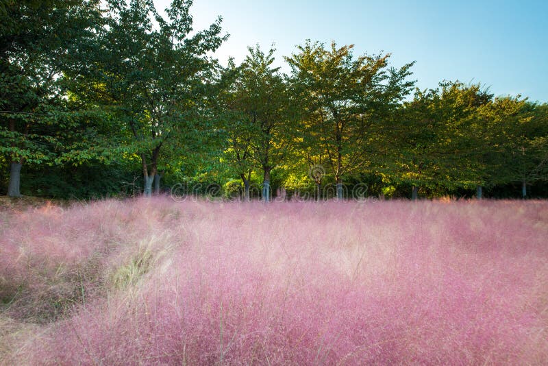 Sunset over a pink muhly grass field in autumn in the Olympic Park, Seoul, South Korea stock photography Sunset over a pink muhly grass field in autumn in the Olympic Park, Seoul, South Korea stock photography