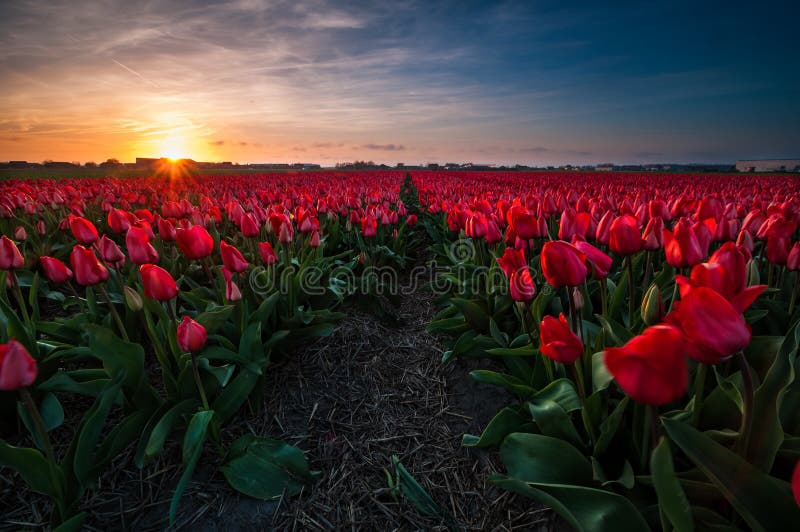 Sunset Over A Red Tulip Field Stock Image Image Of Spring Tulips