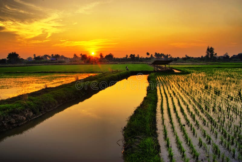 Sunset over rice farm