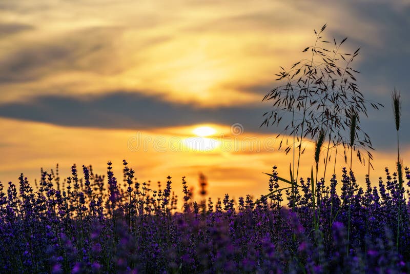 Sunset over a summer lavender field. stock photography Sunset over a summer lavender field. stock photography