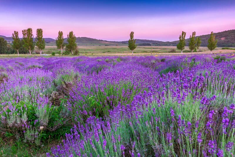 Sunset over a summer lavender field in Tihany, Hungary